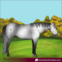 Horse Color:Gray Black 