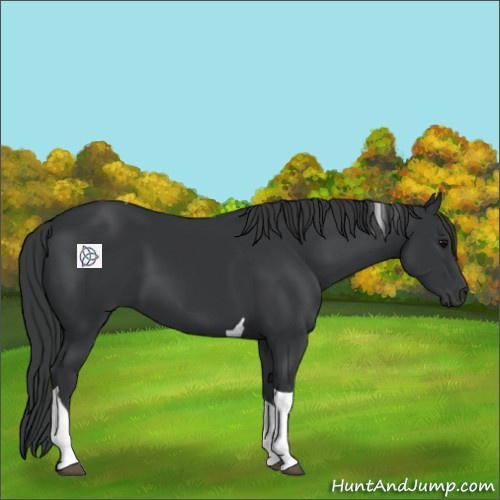 Horse Color:Black Tobiano 