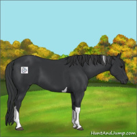 Horse Color:Black Tobiano 