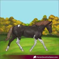 Horse Color:Liver Chestnut Tobiano 