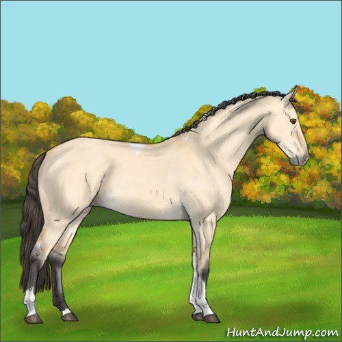 Horse Color:Buckskin Dun Tobiano 