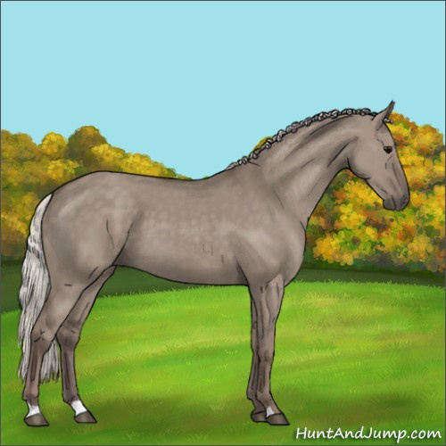 Horse Color:Silver Grullo 