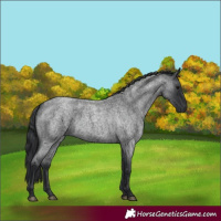 Horse Color:Blue Roan 