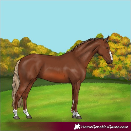 Horse Color:Chestnut 
