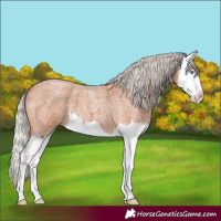 Horse Color:Silver Bay Roan Splash