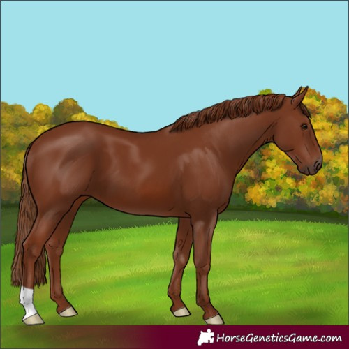 Horse Color:Chestnut 