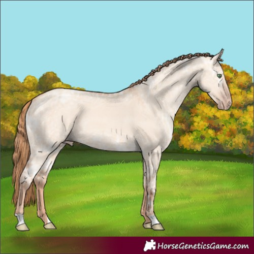 Horse Color:Gold Champagne Ice Dun