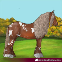Horse Color:White Spotted Chestnut 
