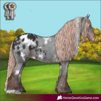 Horse Color:White Spotted Liver Chestnut Appaloosa