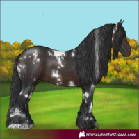 Horse Color:White Spotted Brown 