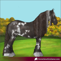 Horse Color:White Spotted Liver Chestnut 