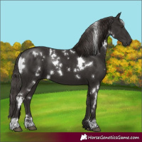 Horse Color:White Spotted Liver Chestnut 