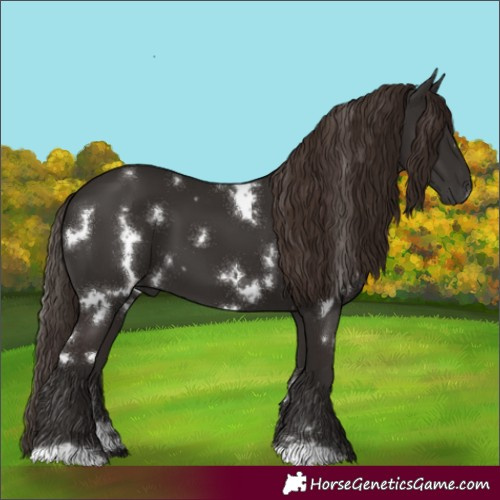 Horse Color:White Spotted Liver Chestnut 