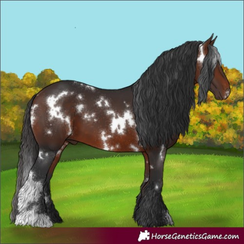 Horse Color:White Spotted Bay 