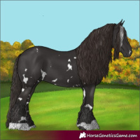 Horse Color:White Spotted Liver Chestnut