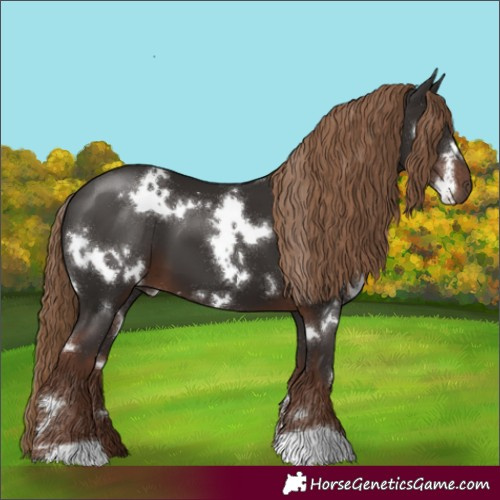 Horse Color:White Spotted Liver Chestnut 