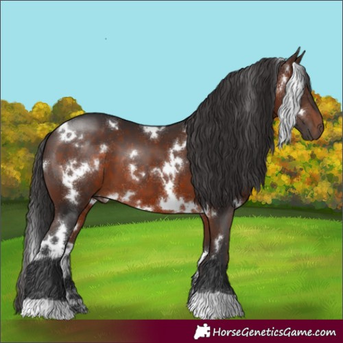Horse Color:White Spotted Brown 
