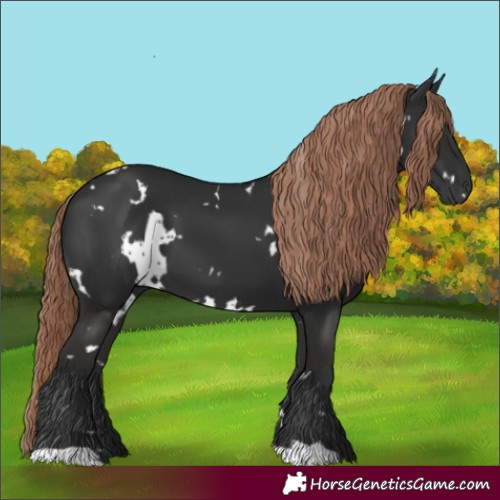 Horse Color:White Spotted Liver Chestnut 