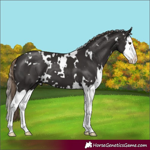 Horse Color:White Spotted Liver Chestnut Splash 