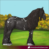 Horse Color:White Spotted Liver Chestnut