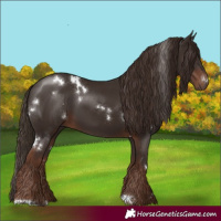 Horse Color:White Spotted Liver Chestnut 