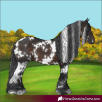 Horse Color:White Spotted Brown