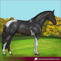 Horse Color:Brown Tobiano 