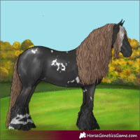 Horse Color:White Spotted Liver Chestnut 