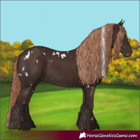 Horse Color:White Spotted Liver Chestnut 