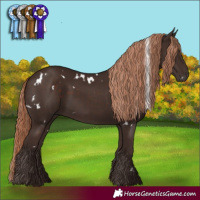Horse Color:White Spotted Liver Chestnut 