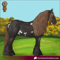 Horse Color:White Spotted Liver Chestnut