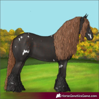 Horse Color:White Spotted Liver Chestnut 