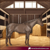 Horse Color:Liver Red Dun Rabicano 