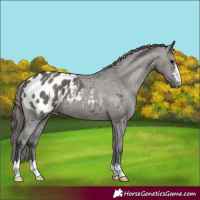 Horse Color:Grullo Appaloosa 