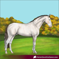 Horse Color:Amber Champagne Ice Roan Splash 
