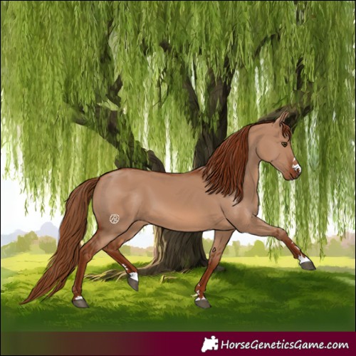 Horse Color:Red Dun 
