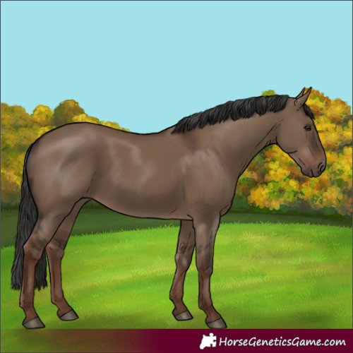 Horse Color:Liver Red Dun Rabicano 
