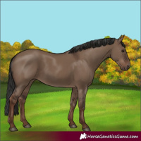 Horse Color:Liver Red Dun Rabicano 