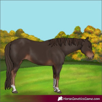 Horse Color:Liver Chestnut Tobiano 