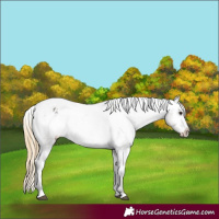 Horse Color:Smoky Grullo Varnish 