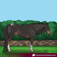 Horse Color:Liver Chestnut Tobiano 