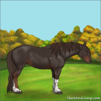 Horse Color:Liver Chestnut Tobiano