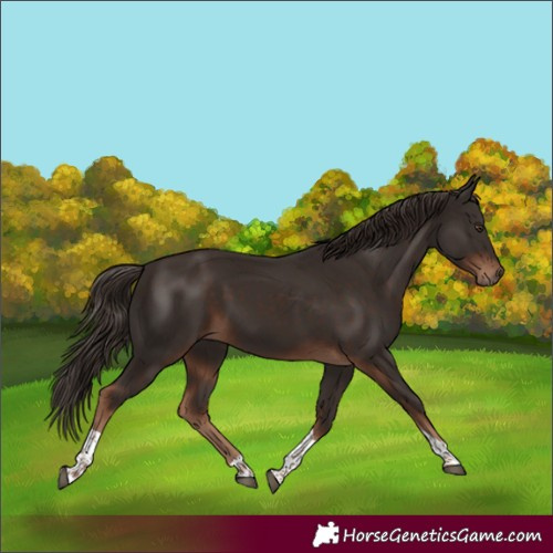 Horse Color:Liver Chestnut Tobiano 