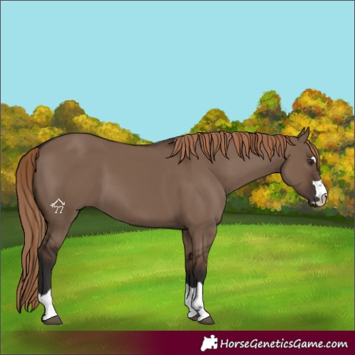 Horse Color:Liver Red Dun Rabicano 
