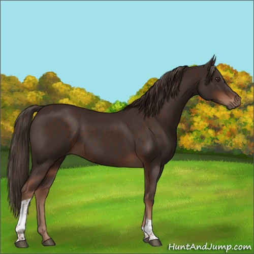 Horse Color:Liver Chestnut Tobiano 