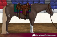 Horse Color:Liver Chestnut Tobiano 