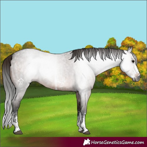 Horse Color:Gray Brown Roan Sabino