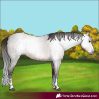 Horse Color:Gray Brown Roan Sabino