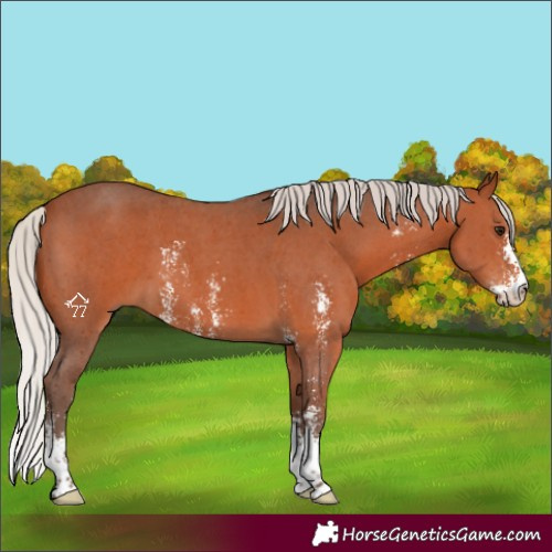 Horse Color:Silver Brown Sabino 