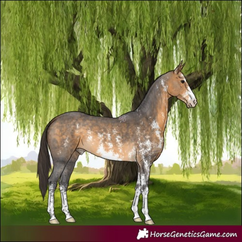 Horse Color:Buckskin Sabino 